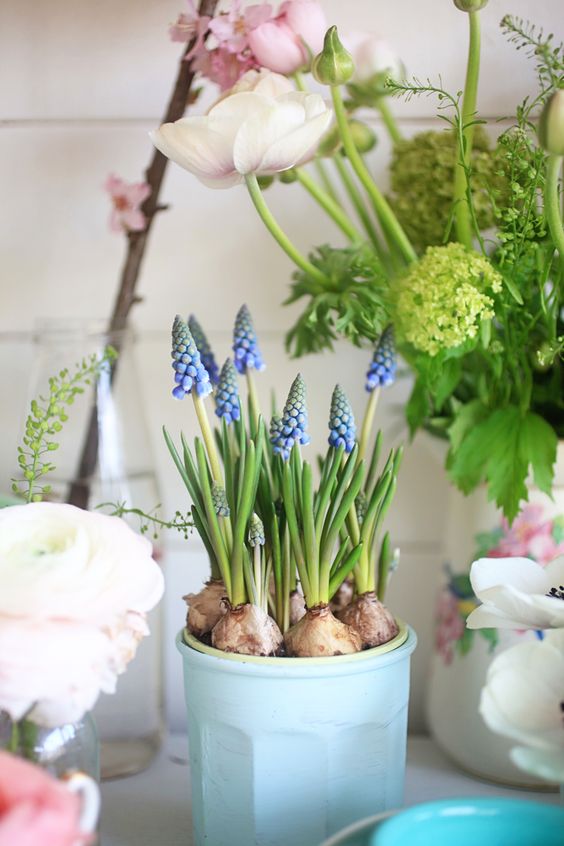 una fioriera blu con giacinti blu è una bella decorazione primaverile per rinfrescare facilmente il tuo spazio