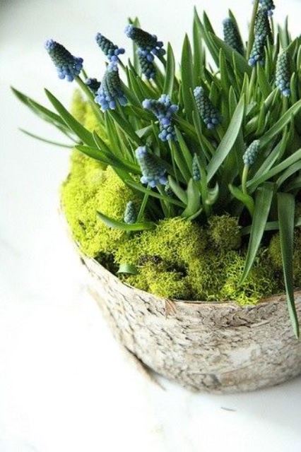 un ceppo d'albero con muschio e giacinti blu è una decorazione piuttosto rustica per la primavera che puoi scuotere