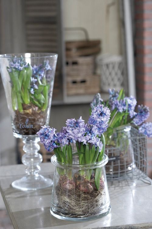 bicchieri e vasetti con giacinti viola e blu per un tocco vintage delicato e chic al tuo spazio e un tocco primaverile allo stesso tempo