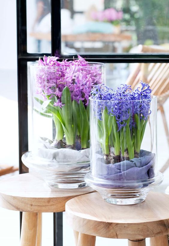 giacinti in vaso in grandi vasi di vetro aggiungeranno un tocco di colore e freschezza primaverile allo spazio