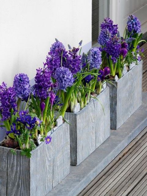 le fioriere in legno con giacinti viola e altre fioriture sono adorabili per abbellire lo spazio per la primavera