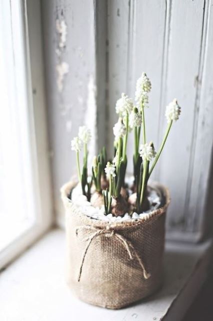 giacinti bianchi in vaso con ciottoli e in un sacco di iuta per portare un tocco di primavera nello spazio