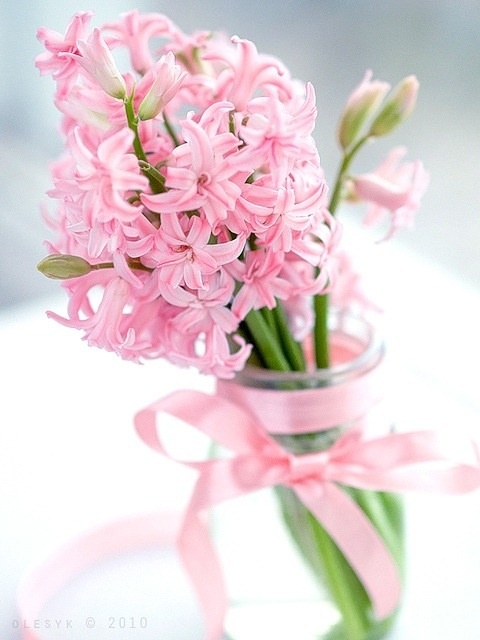 un bel vaso trasparente con un fiocco rosa e giacinti rosa è una decorazione romantica e carina per la primavera