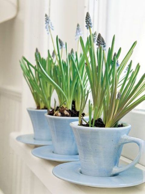 graziose tazze da tè blu con giacinti blu sono una fantastica decorazione per il tuo davanzale, qualunque sia la stanza che scegli