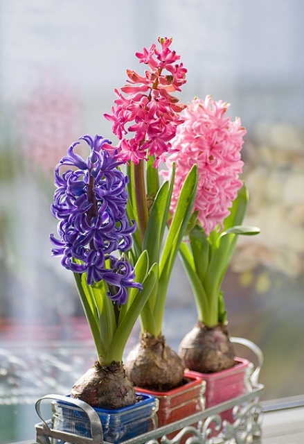 un supporto forgiato con fioriere colorate con giacinti abbinati è un'idea brillante e audace per uno spazio primaverile