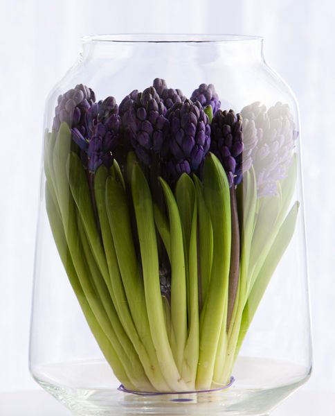 un grande vaso trasparente con giacinti viola intenso è un'idea carina e fresca per l'arredamento primaverile