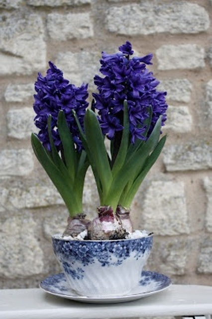 una tazza da tè floreale blu con giacinti viola porterà un tocco di colore e primavera nello spazio