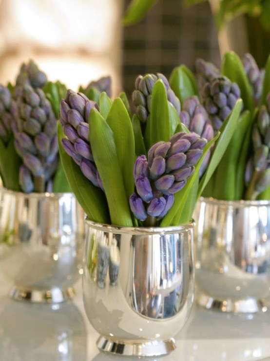 belle tazze d'argento con giacinti viola sono incredibili per un arredamento primaverile fresco e fresco
