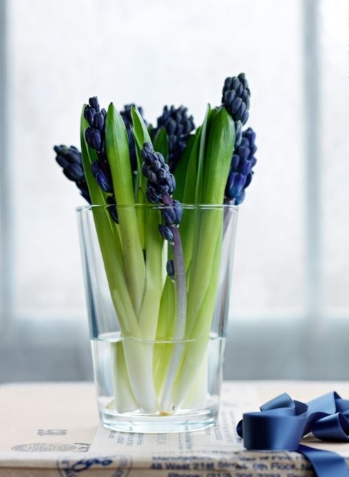 un vetro trasparente con giacinti viola è una decorazione carina e molto veloce e facile per il tuo spazio