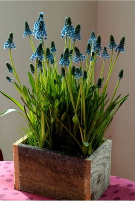 una scatola di legno grezzo con giacinti blu è una bella decorazione o centrotavola che puoi realizzare da solo