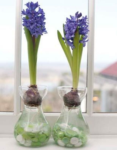 vasi di vetro con bottoni colorati e giacinti viola luminosi sono un'idea di arredamento carina e semplice per la primavera