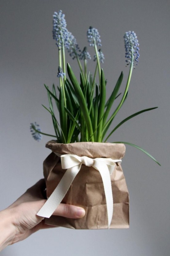 giacinti blu in vaso avvolti in carta kraft e con un fiocco sono un simpatico regalo di primavera o semplicemente una decorazione d'interni da rock