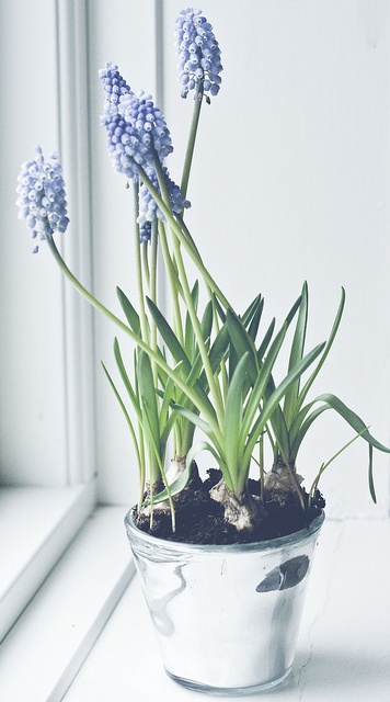 una fioriera di vetro con giacinti viola è un modo adorabile per aggiungere un tocco primaverile allo spazio e renderlo fresco