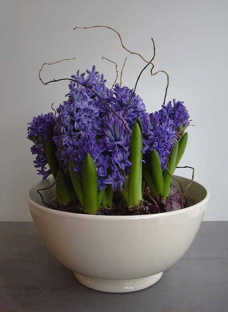 una ciotola con giacinti viola e ramoscelli è un centrotavola moderno e creativo che potresti scuotere in primavera