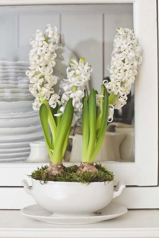 una zuppiera bianca con giacinti bianchi e muschio è un delizioso centrotavola rustico o una decorazione per la primavera con un tocco vintage