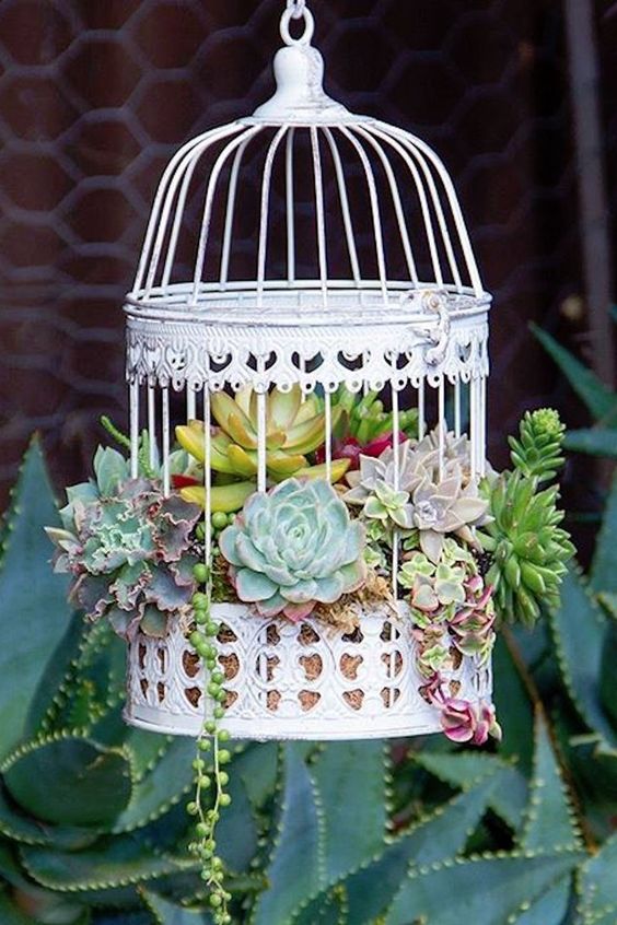 una bellissima gabbia bianca con muschio e piante grasse di vario genere è un elegante decoro per esterni e interni
