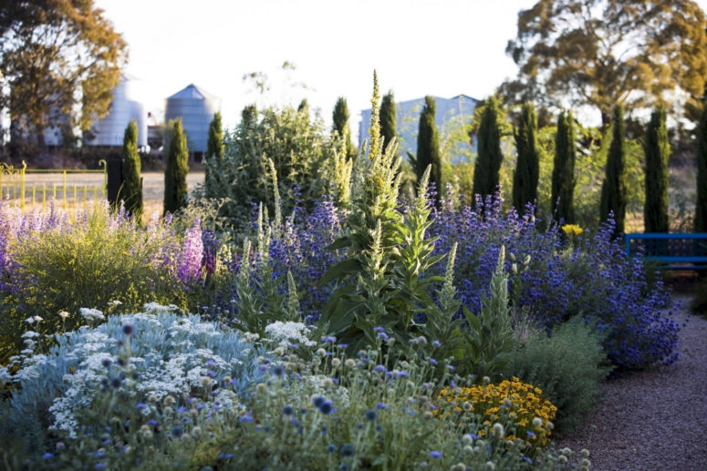 Il fogliame argentato è un'ottima idea per un giardino con acqua bassa poiché è resistente alla siccità