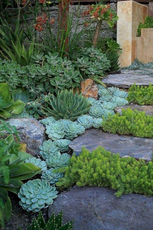 gradini di roccia grezza con piante grasse e altre piante che crescono in mezzo per un look accattivante