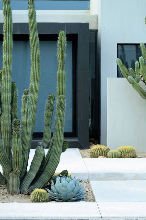 grandi cactus post e alcuni più piccoli più piante grasse pallide per un look audace e contemporaneo