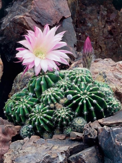 se ti prendi cura dei cactus, fioriranno e otterrai un arredamento da giardino ancora più fresco
