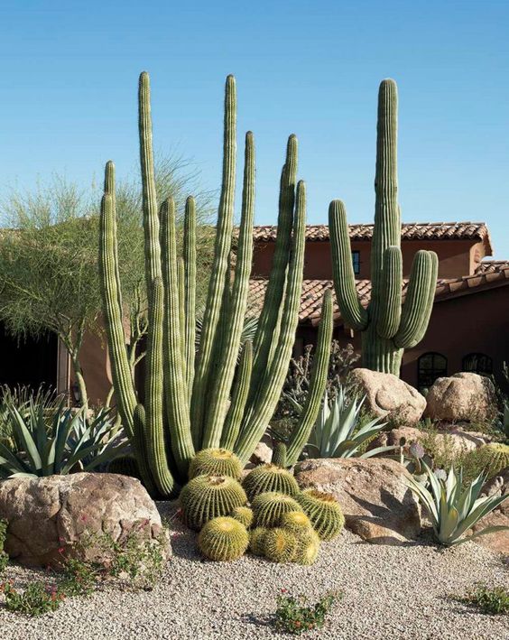 splendidi cactus post e cactus rotondi più piccoli più rocce per un look da giardino nel deserto