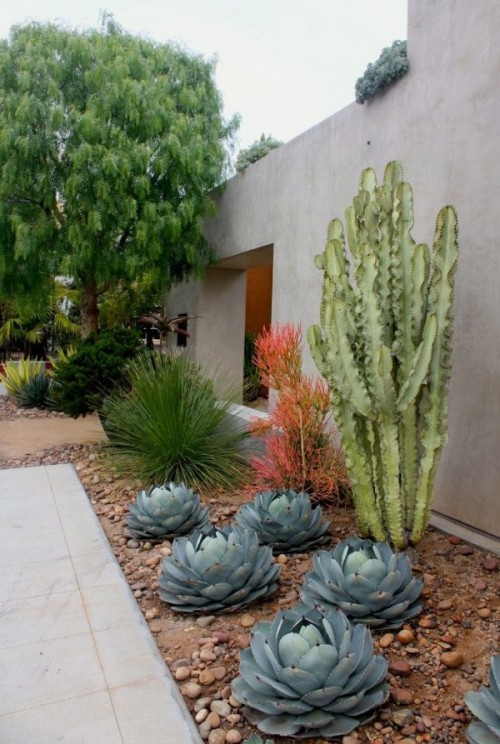 un grande post cactusis combinato con grandi piante grasse rotonde e agavi intorno