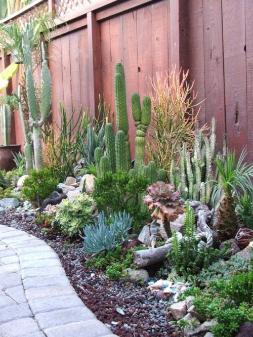 uno splendido giardino nel deserto con piantagioni a strati: cactus, piante grasse, agavi e persino legni e ciottoli per l'arredamento