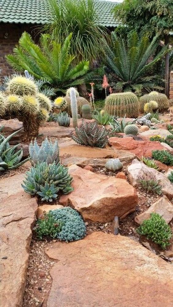 giardino desertico dall'aspetto selvaggio con vari tipi di cactus e piante grasse e grandi rocce
