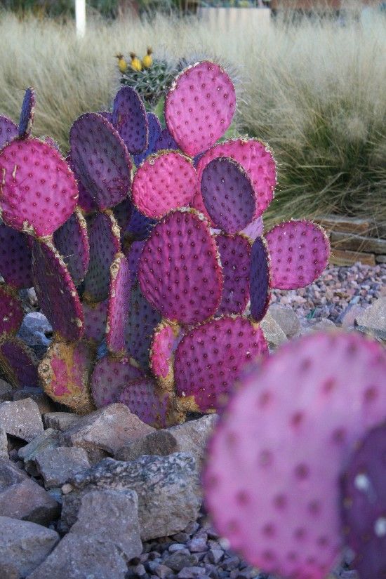 cactus viola audaci con fiori è un'idea chic per aggiungere colore al tuo giardino nel deserto