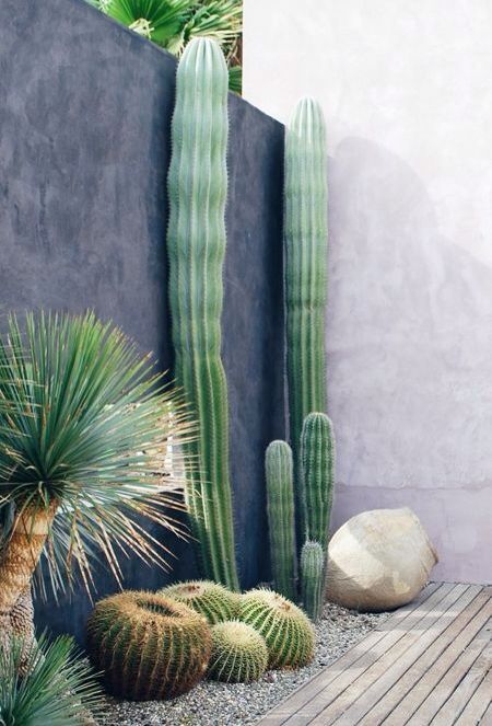 post cactus come questi sono molto alti e accattivanti, faranno una dichiarazione audace nel tuo giardino
