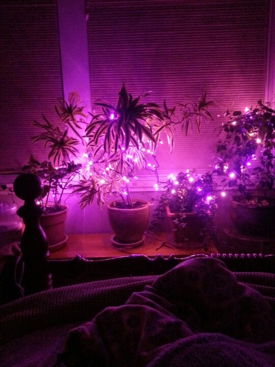 le luci viola posizionate sulle piante aggiungono colore e magia alla tua camera da letto